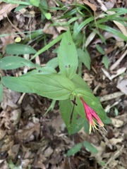 Spigelia marilandica