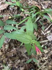Spigelia marilandica
