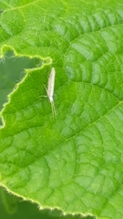 Plutella porrectella