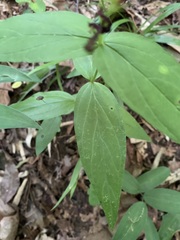 Spigelia marilandica