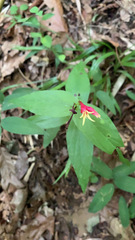 Spigelia marilandica