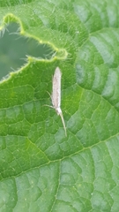 Plutella porrectella