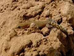 Saurodactylus harrisii