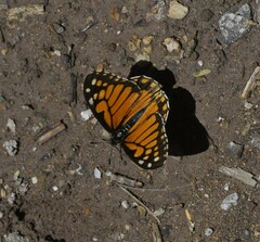 Baronia brevicornis brevicornis