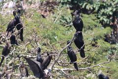 Phalacrocorax fuscicollis