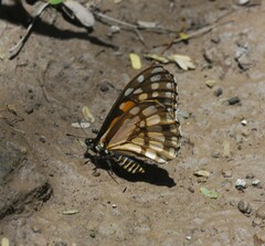 Baronia brevicornis brevicornis