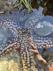Pisaster giganteus