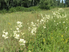 Filipendula ulmaria