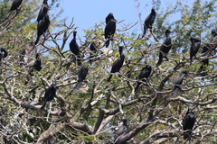 Phalacrocorax fuscicollis