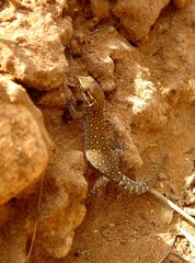 Saurodactylus harrisii