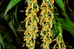 Epidendrum ferrugineum