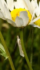Crambus perlella