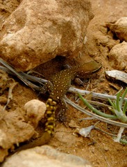 Saurodactylus harrisii