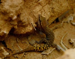 Saurodactylus harrisii