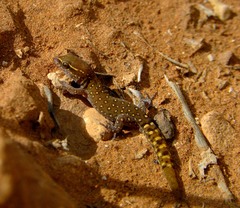 Saurodactylus harrisii