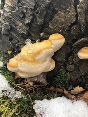 Fomitopsis pinicola