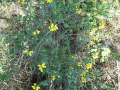 Coronilla valentina