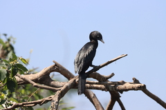 Phalacrocorax fuscicollis