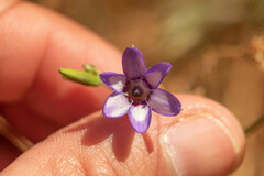 Conanthera campanulata