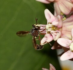 Physocephala furcillata