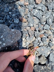 Senecio leucanthemifolius