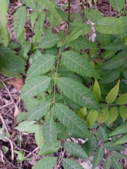 Astronium graveolens