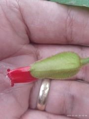 Mendoncia velloziana