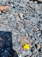 Senecio leucanthemifolius