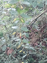 Mendoncia velloziana