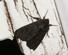 Apamea impulsa