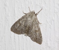 Acronicta americana