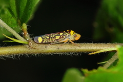 Aulacizes conspersa