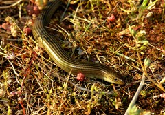 Chalcides striatus
