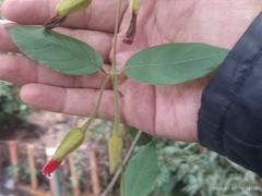 Mendoncia velloziana