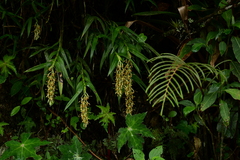 Epidendrum ferrugineum