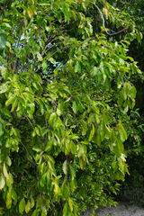 Melicoccus bijugatus