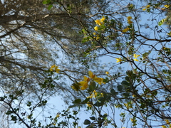 Coronilla valentina