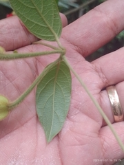 Mendoncia velloziana