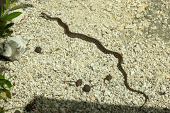 Cubophis caymanus