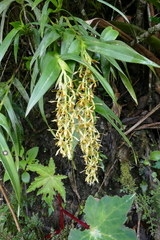 Epidendrum ferrugineum