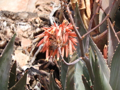 Aloe comptonii