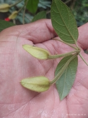 Mendoncia velloziana