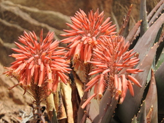 Aloe comptonii