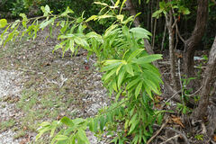 Cananga odorata