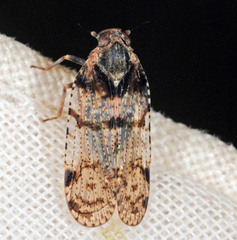 Cixius nervosus