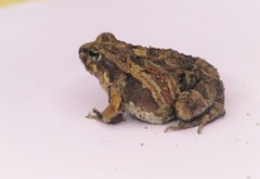 Physalaemus albifrons