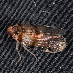 Cixius nervosus