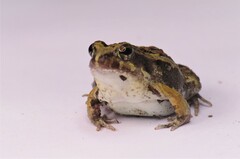 Physalaemus albifrons