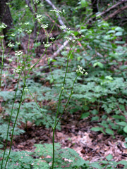 Physospermum cornubiense