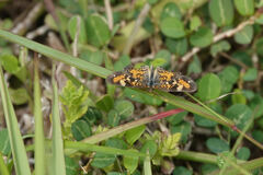 Phyciodes phaon
